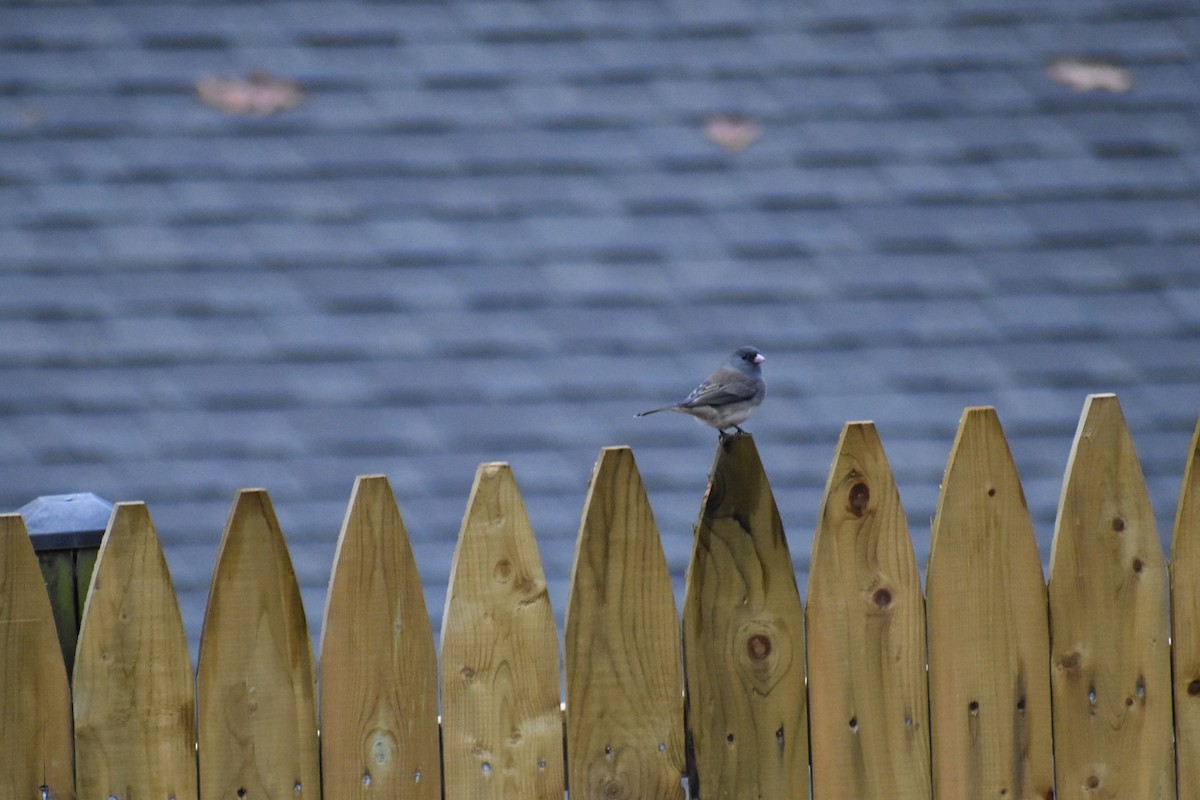 Dark-eyed Junco - ML646043567