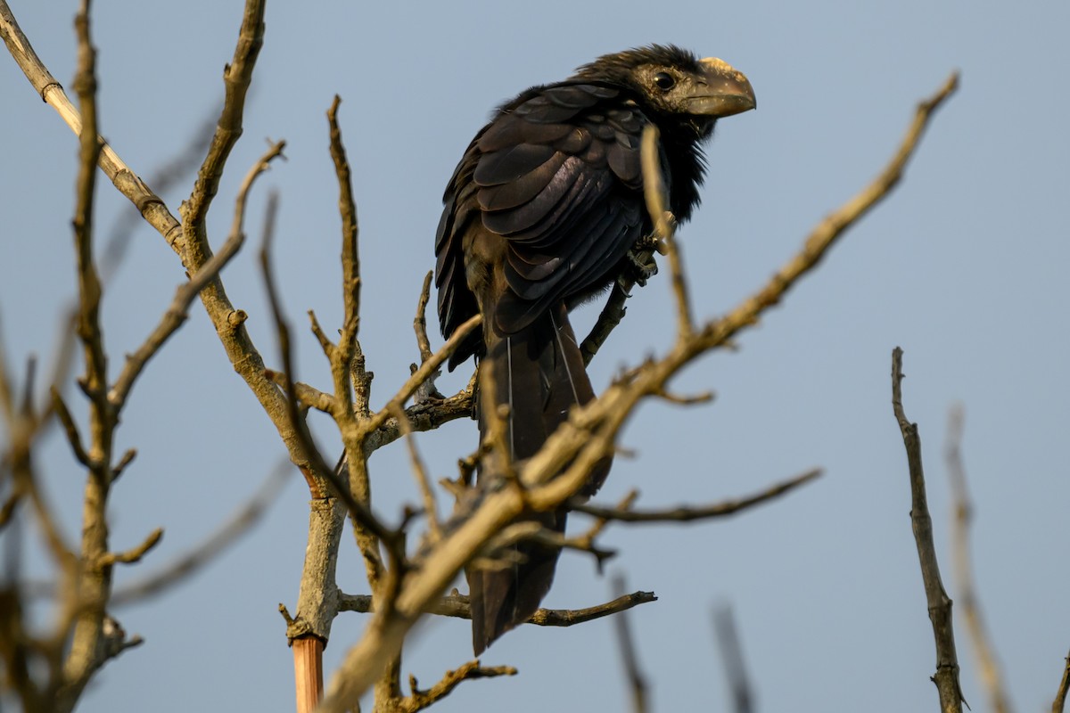 Ані товстодзьобий - ML646043570