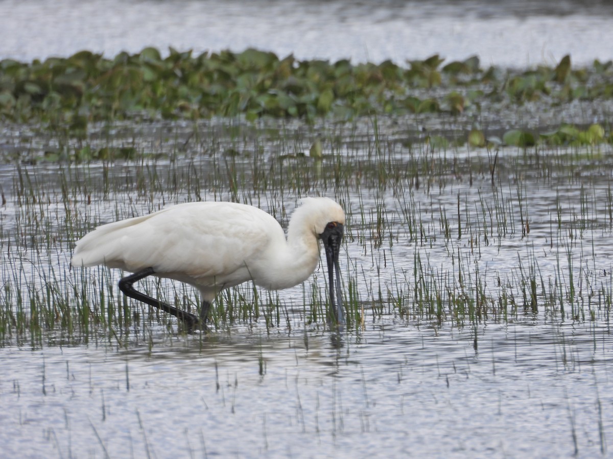 Royal Spoonbill - ML646043574