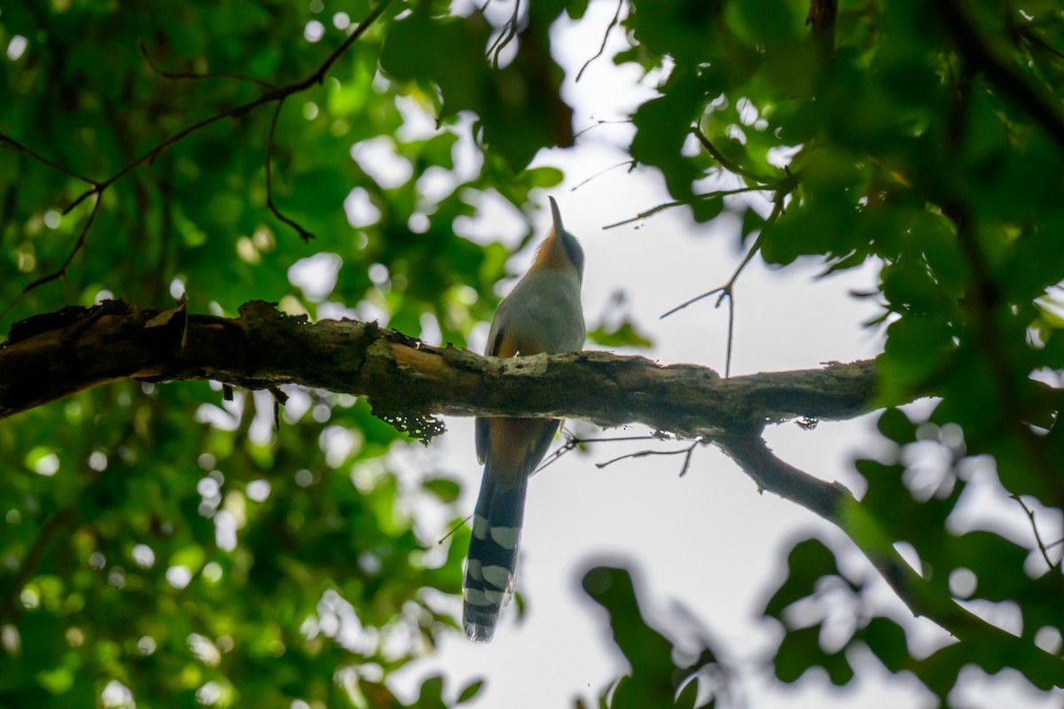 Mangrove Cuckoo - ML646043577