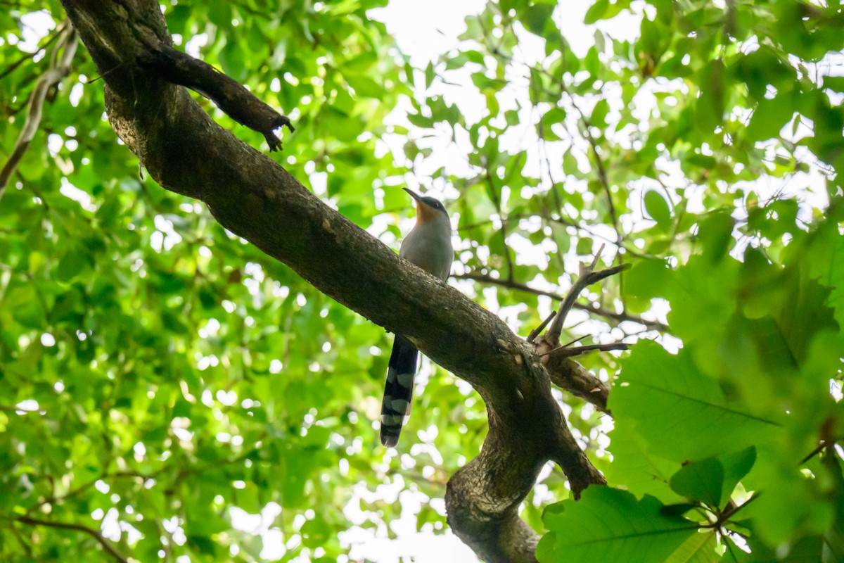 Mangrove Cuckoo - ML646043578