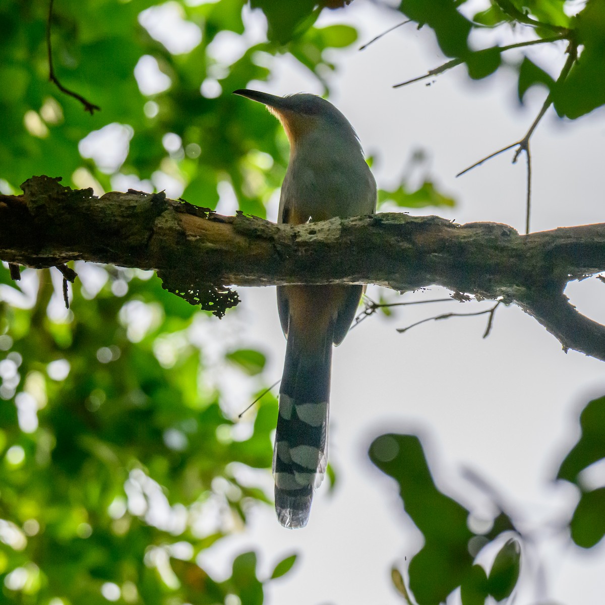 Mangrove Cuckoo - ML646043579