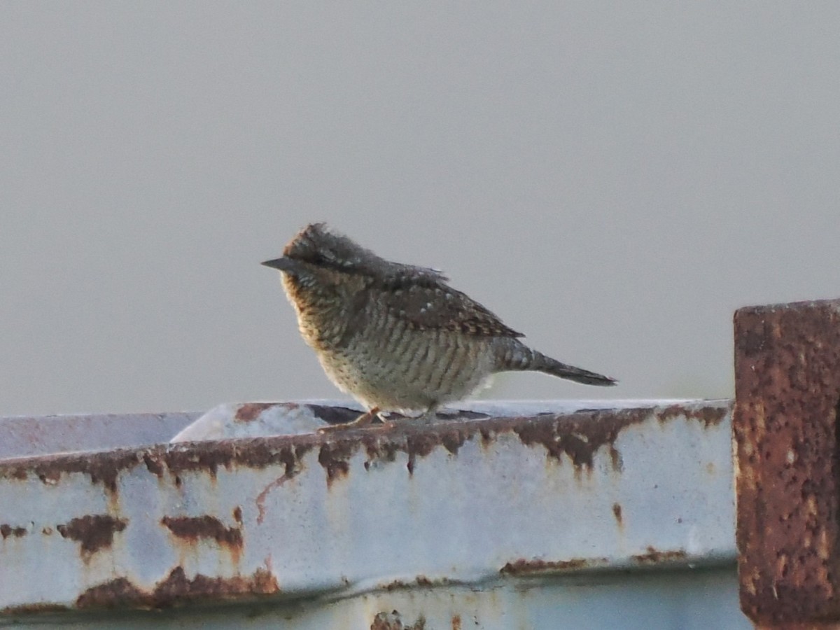 Eurasian Wryneck - ML646043582