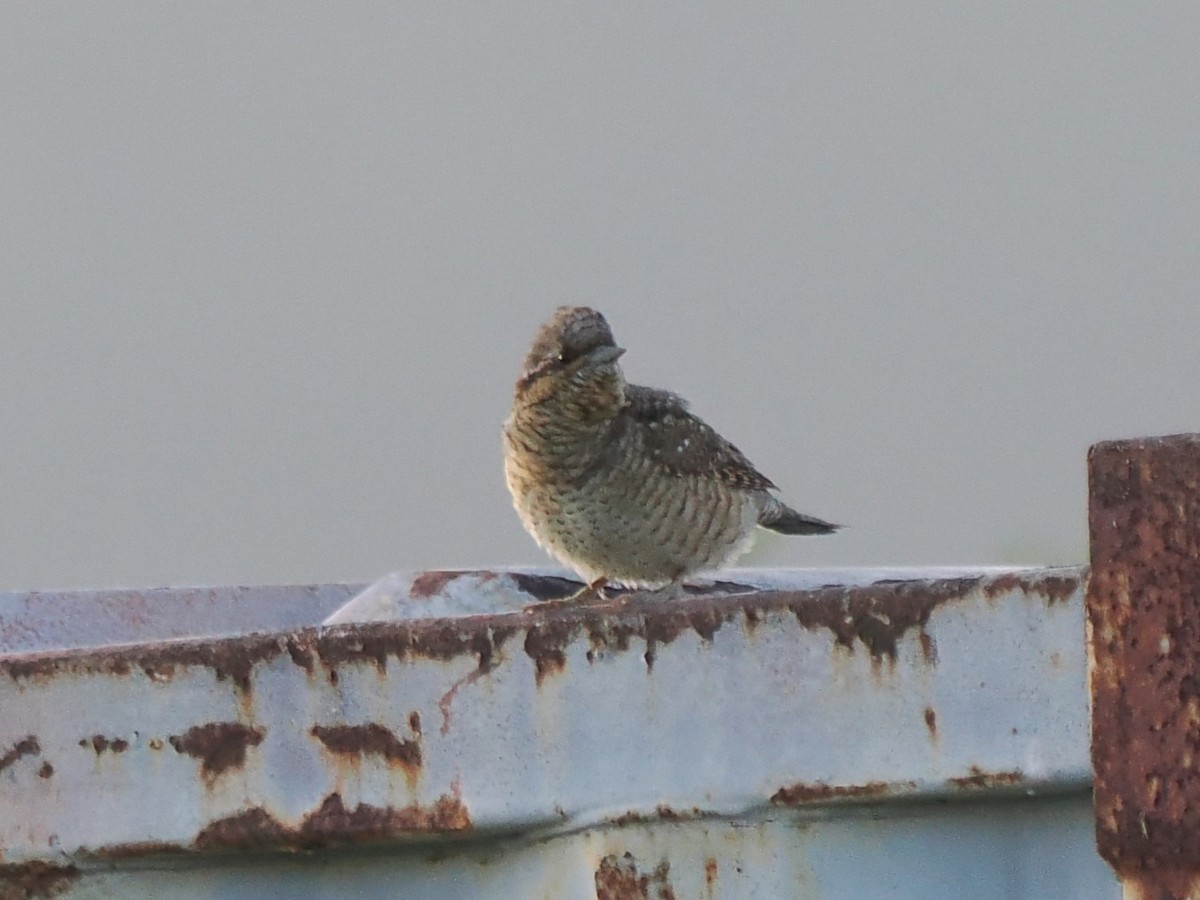 Eurasian Wryneck - ML646043583
