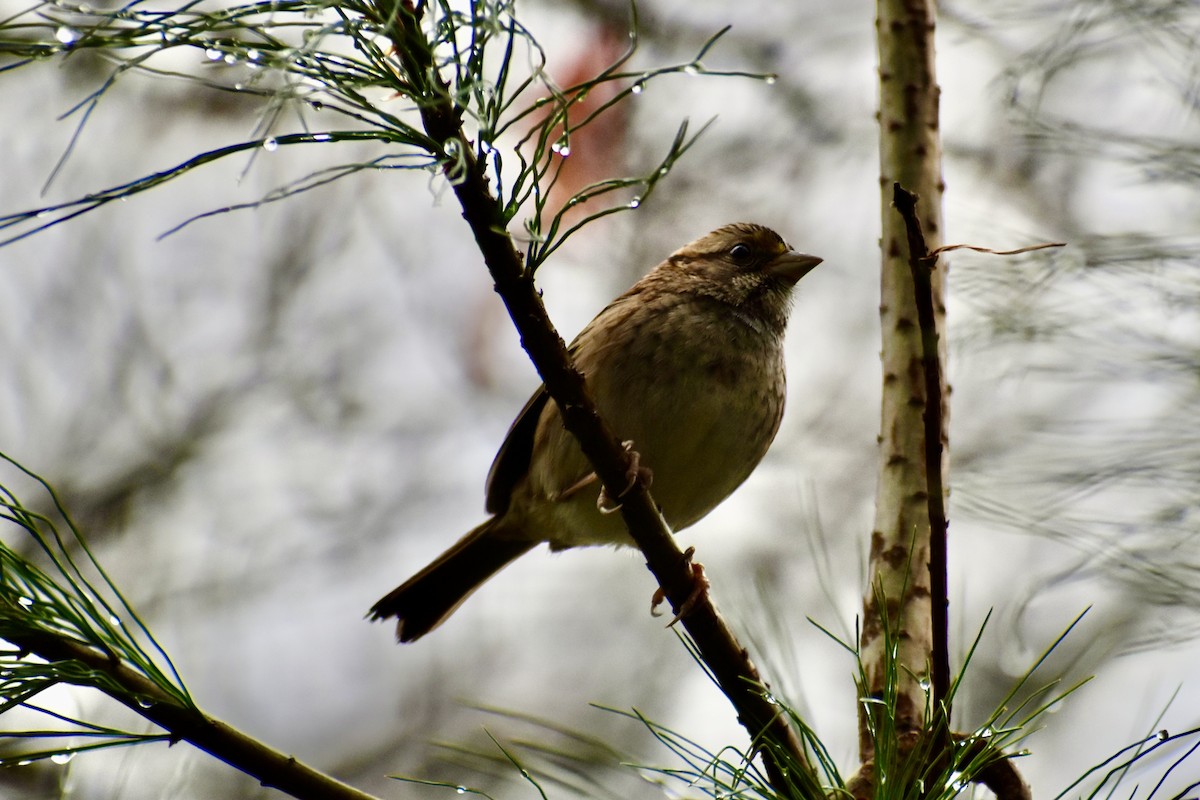 White-throated Sparrow - ML646043584