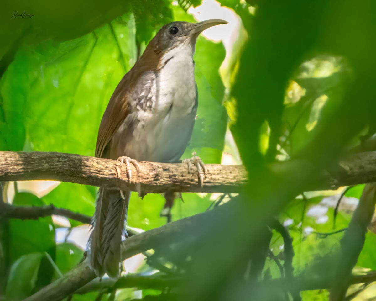Large Scimitar-Babbler - ML646043585