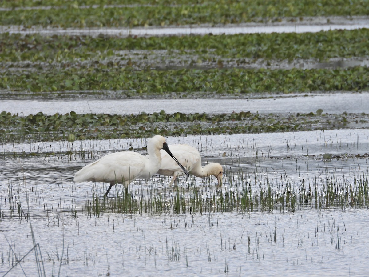 Royal Spoonbill - ML646043588