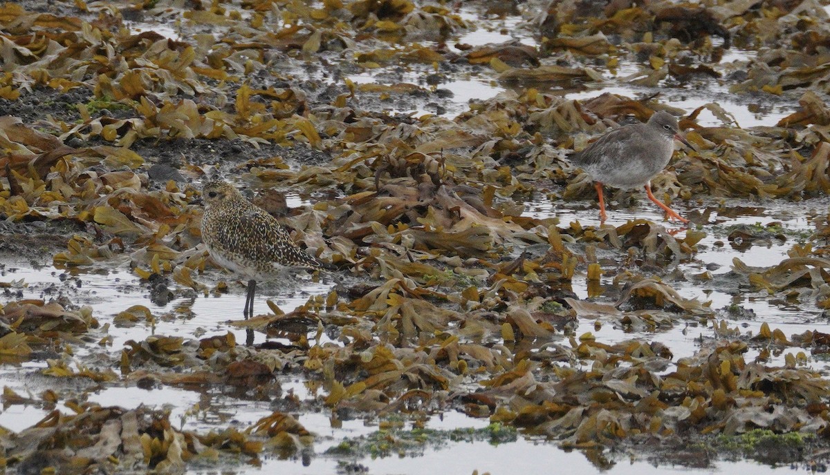 European Golden-Plover - ML646043589