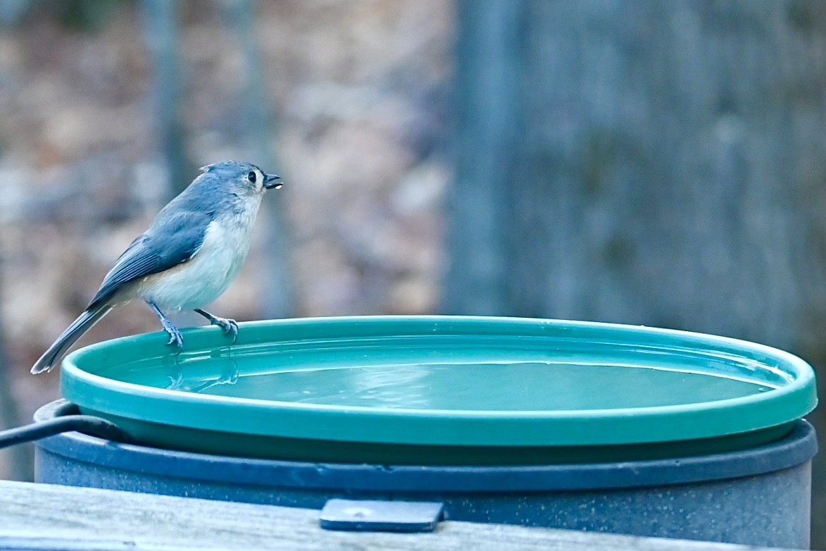 Tufted Titmouse - ML646043591