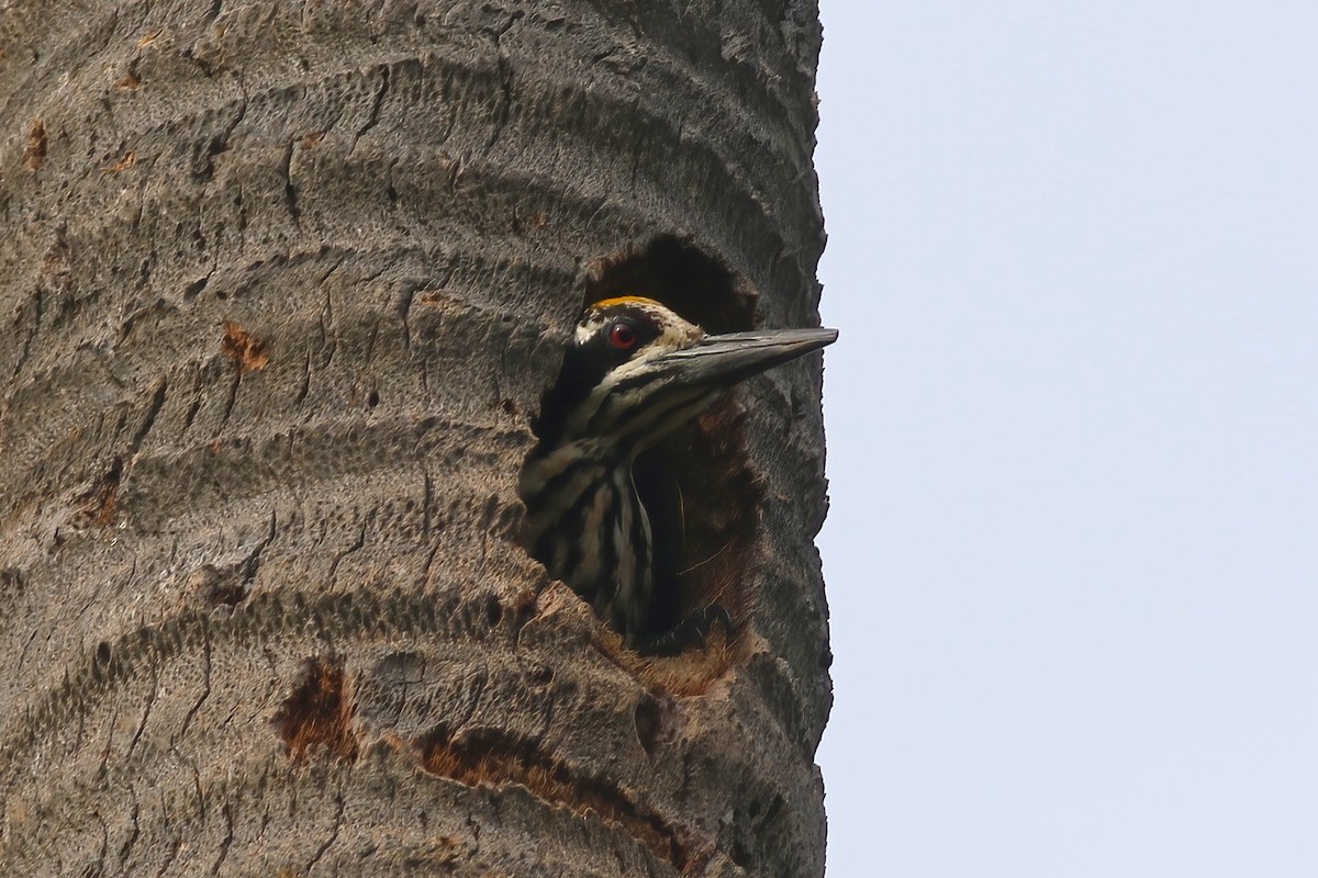 White-naped Woodpecker - ML646043592