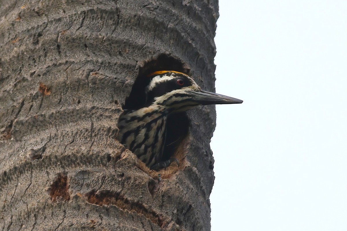 White-naped Woodpecker - ML646043593