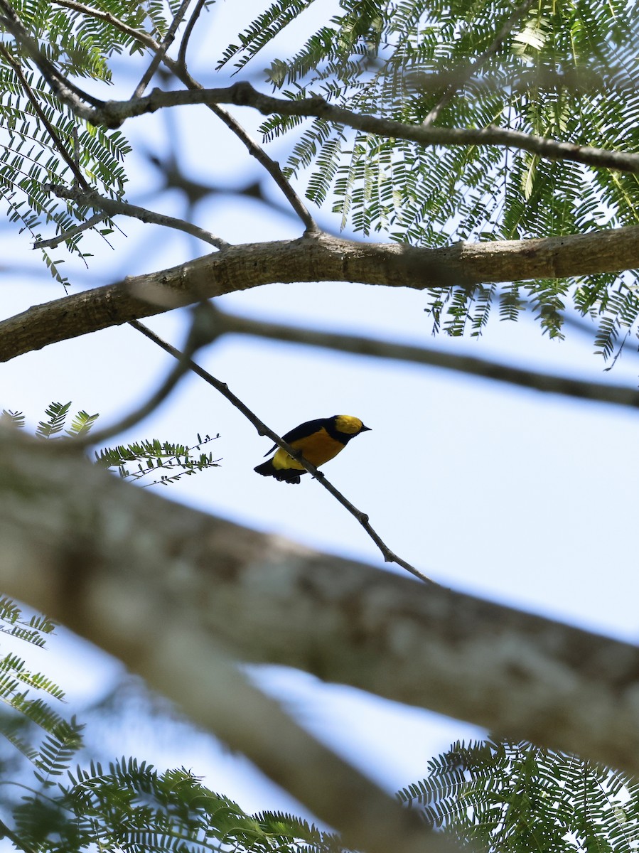 Yellow-crowned Euphonia - ML646043594