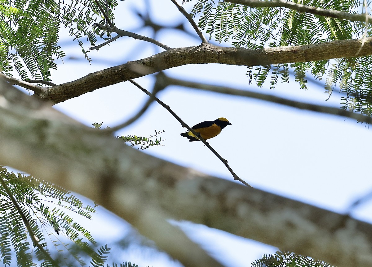 Yellow-crowned Euphonia - ML646043595