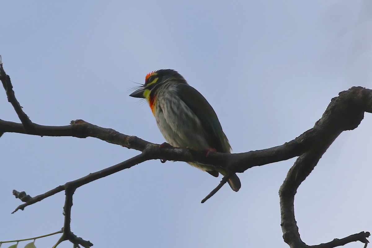 Coppersmith Barbet - ML646043596