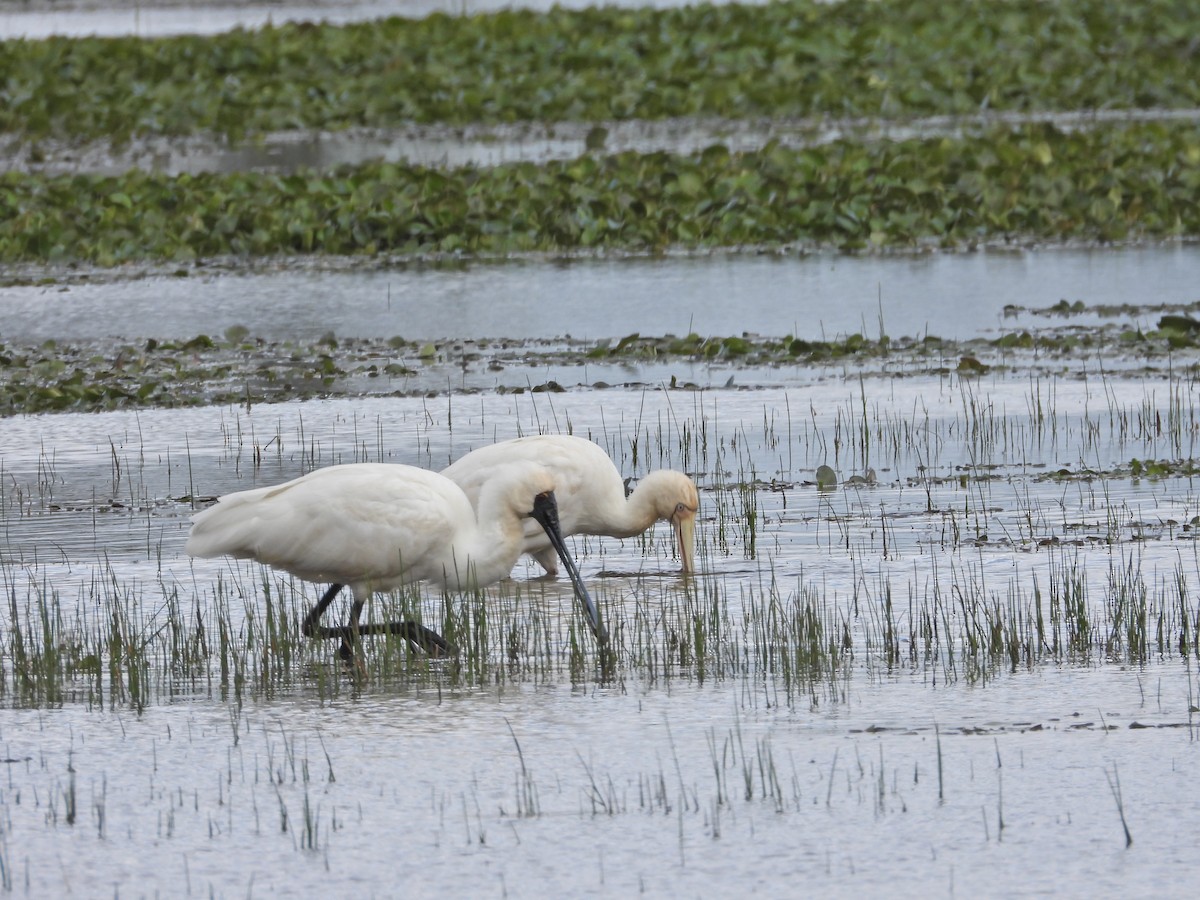 Royal Spoonbill - ML646043597
