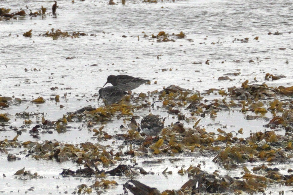 Purple Sandpiper - ML646043598