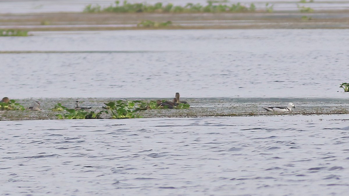 Cotton Pygmy-Goose - ML646043599