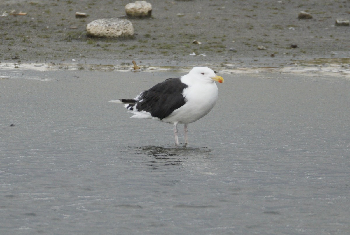 Black-headed Gull - ML646043601