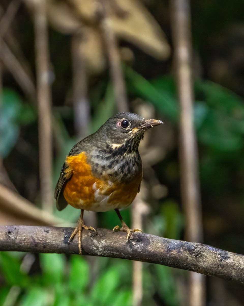 Black-breasted Thrush - ML646043602
