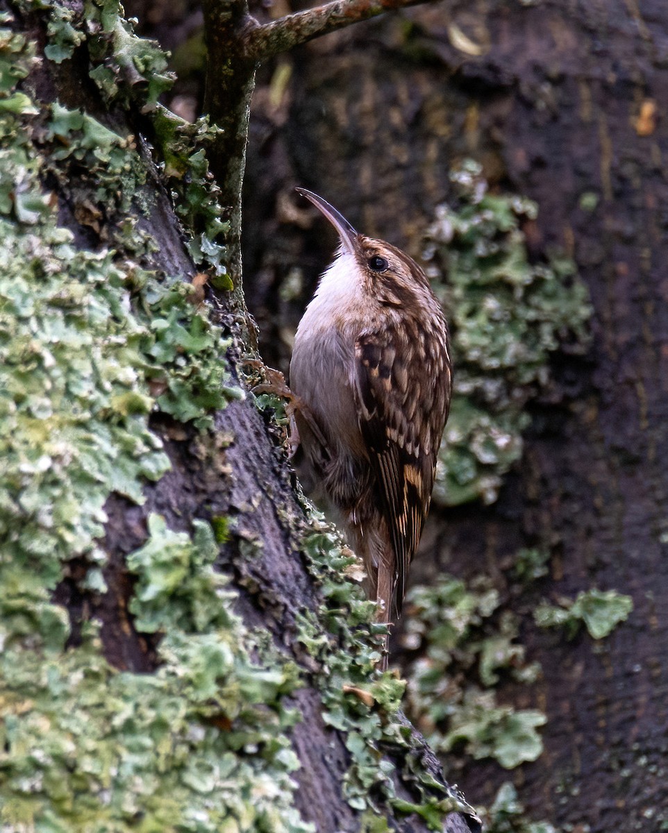Short-toed Treecreeper - ML646043603