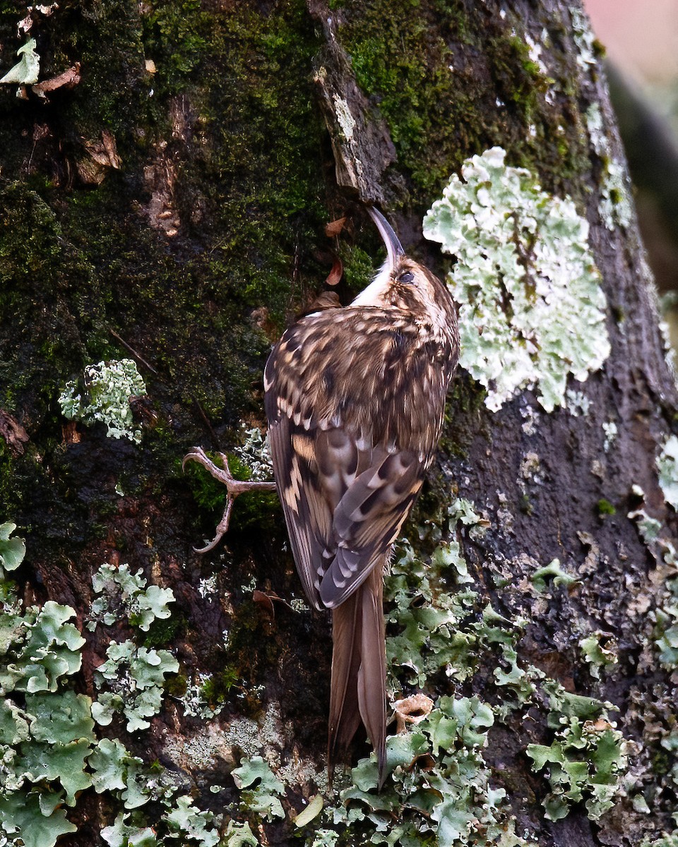 Short-toed Treecreeper - ML646043604
