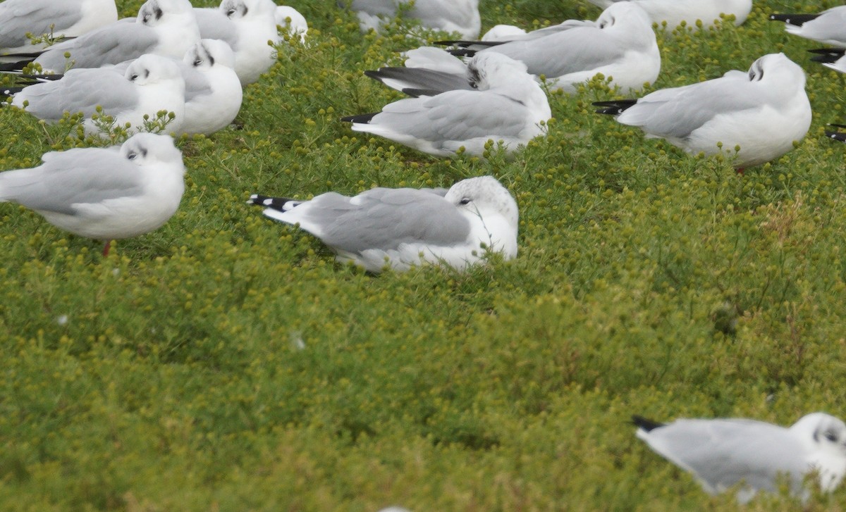 Common Gull - ML646043606