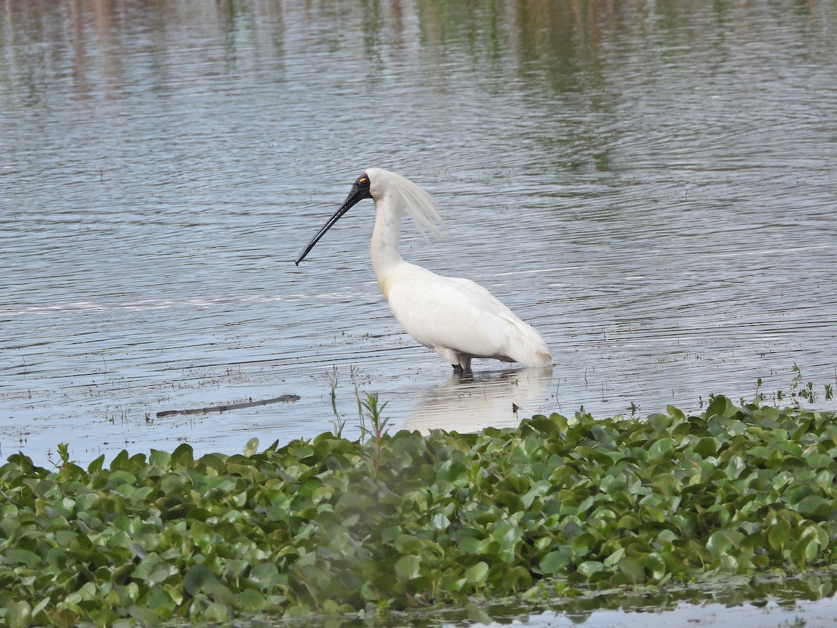 Косар королівський - ML646043609