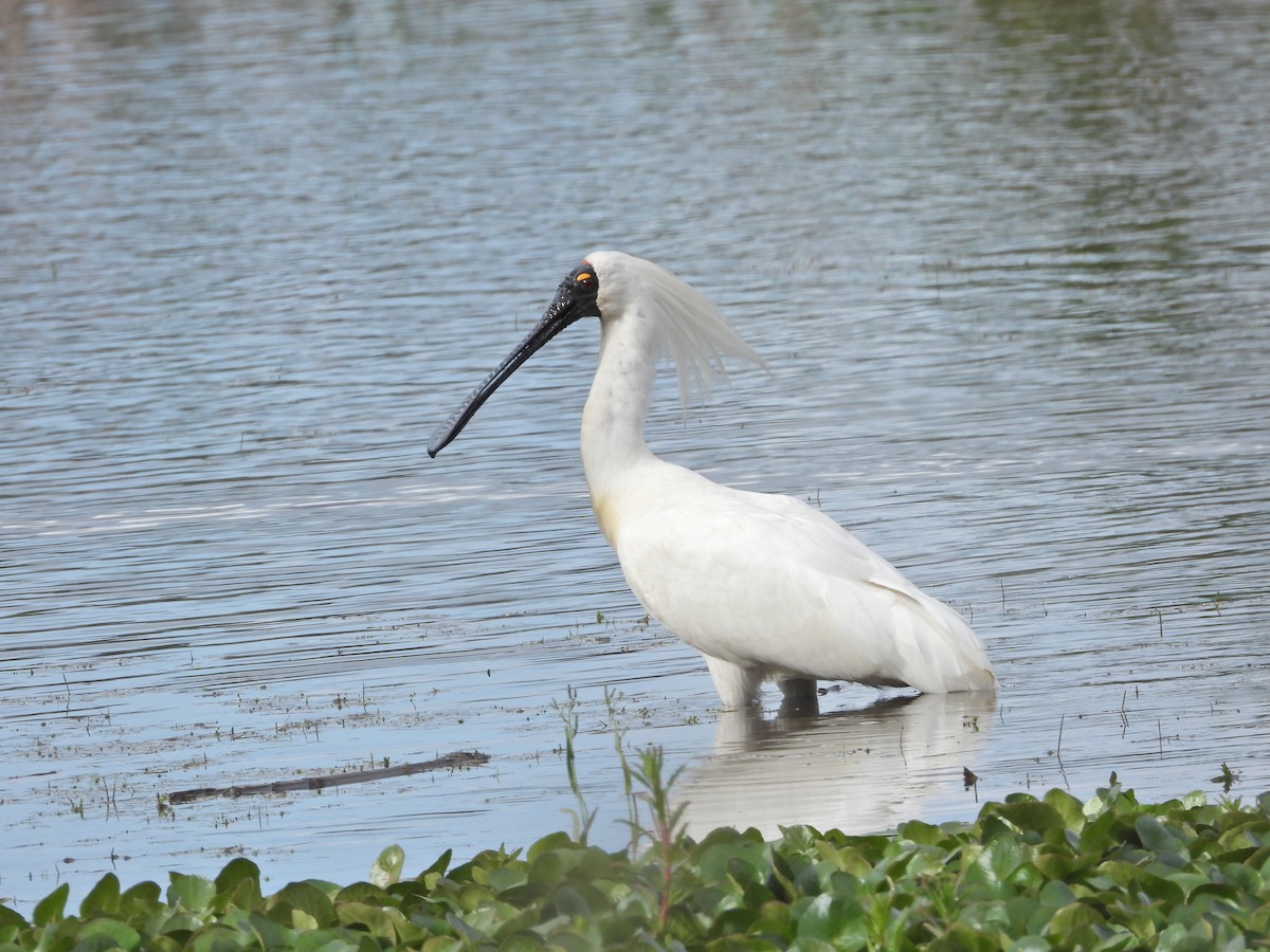 Косар королівський - ML646043612