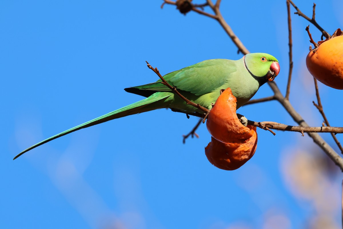 Rose-ringed Parakeet - ML646043613