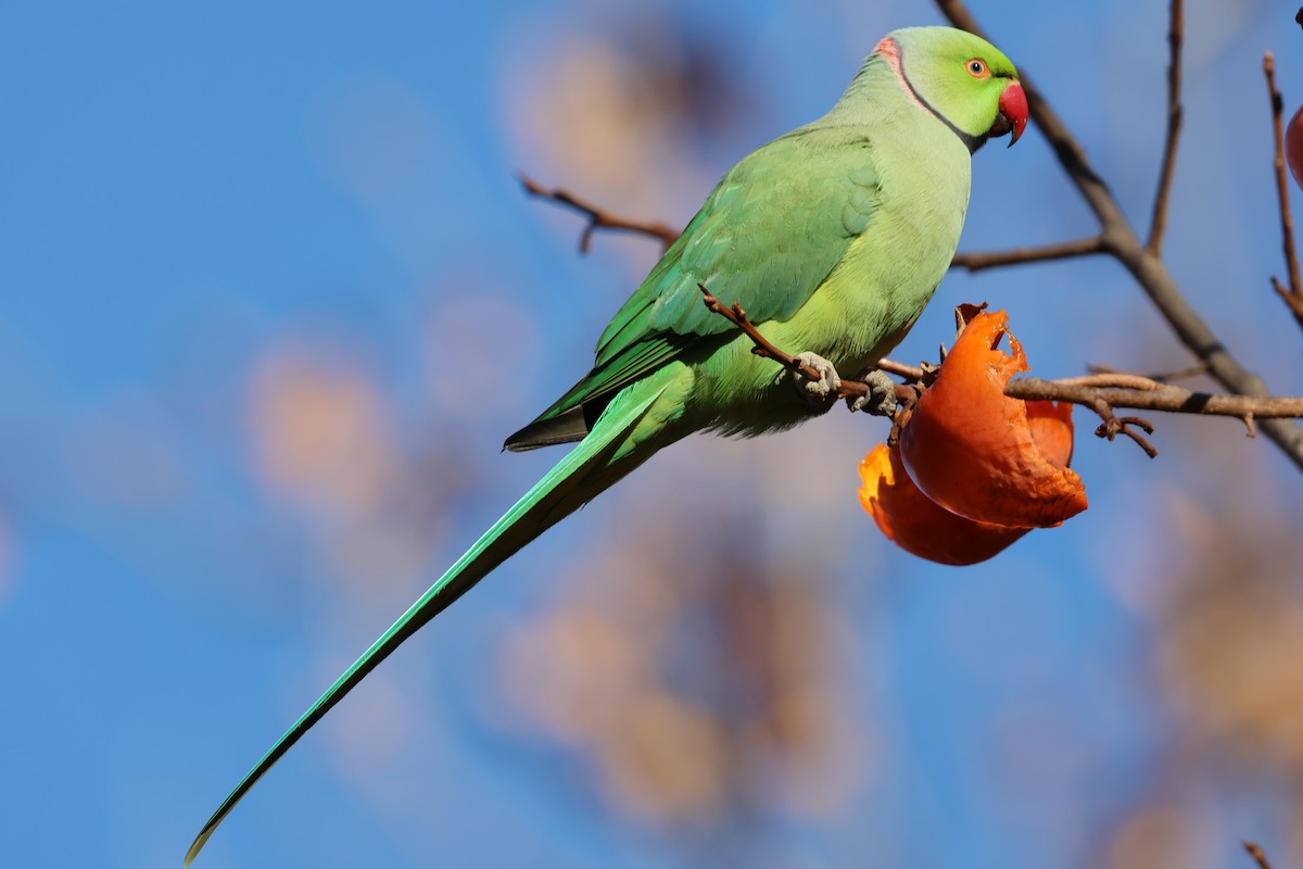 Rose-ringed Parakeet - ML646043614