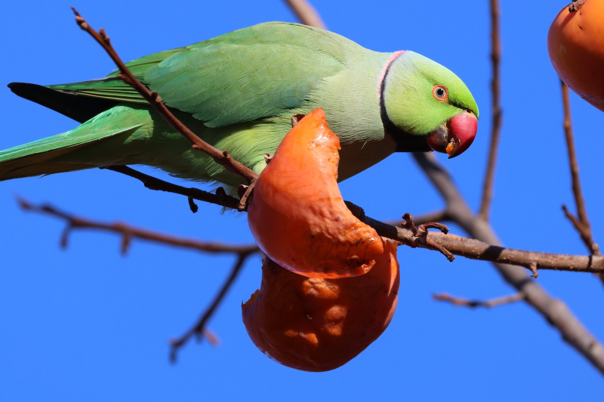 Rose-ringed Parakeet - ML646043615