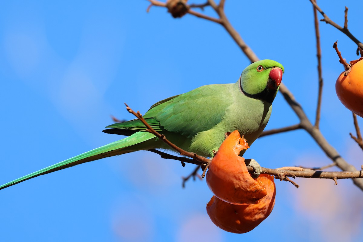 Rose-ringed Parakeet - ML646043616