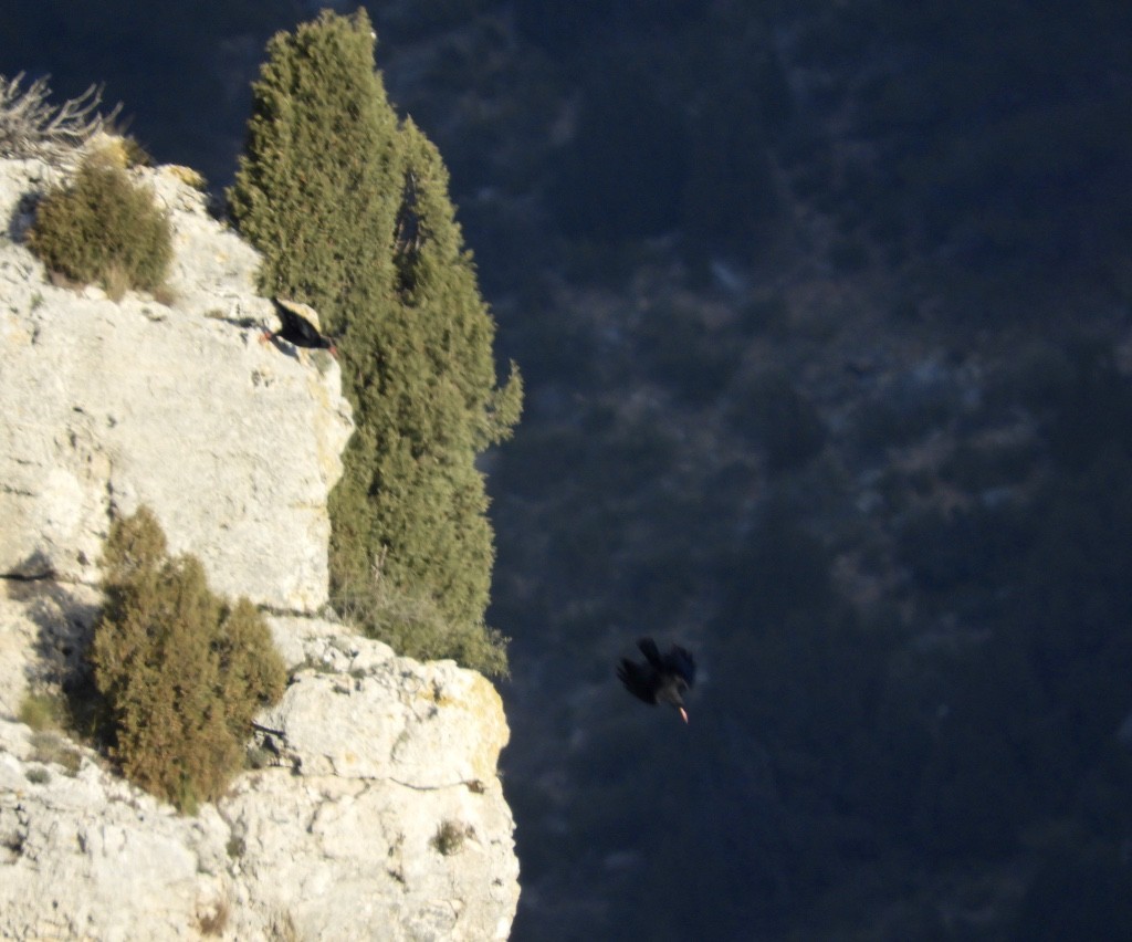 Red-billed Chough - ML646043625