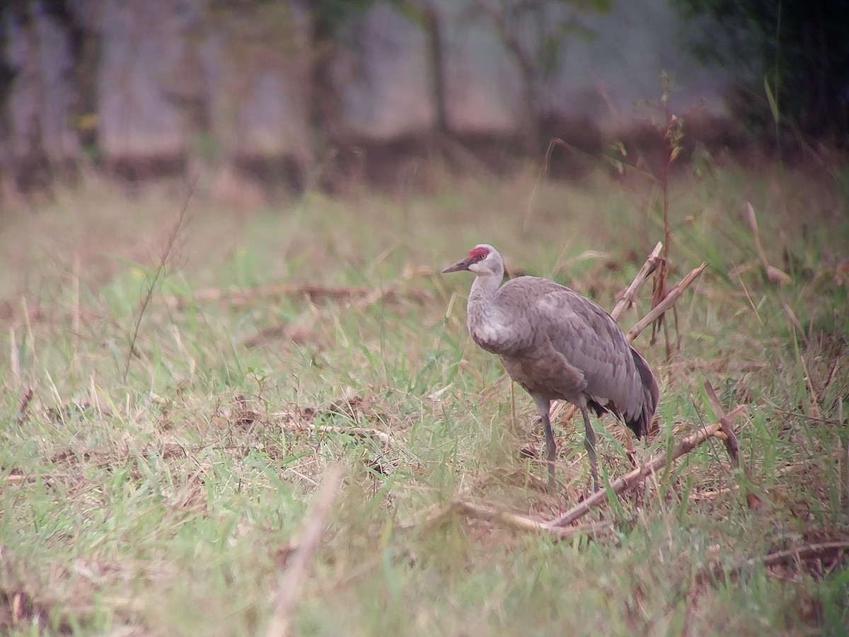 Sandhill Crane - ML646043626