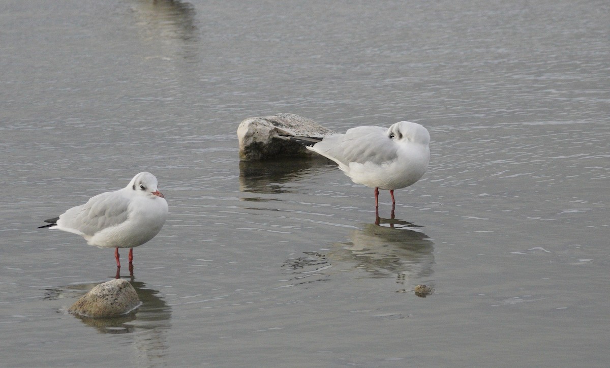 Black-headed Gull - ML646043627