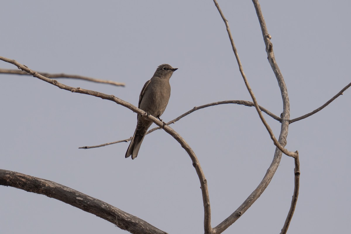 Townsend's Solitaire - ML646043629