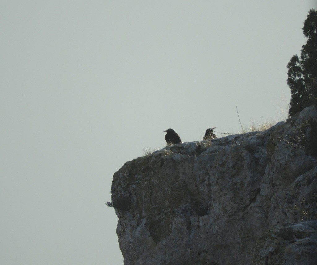 Red-billed Chough - ML646043630
