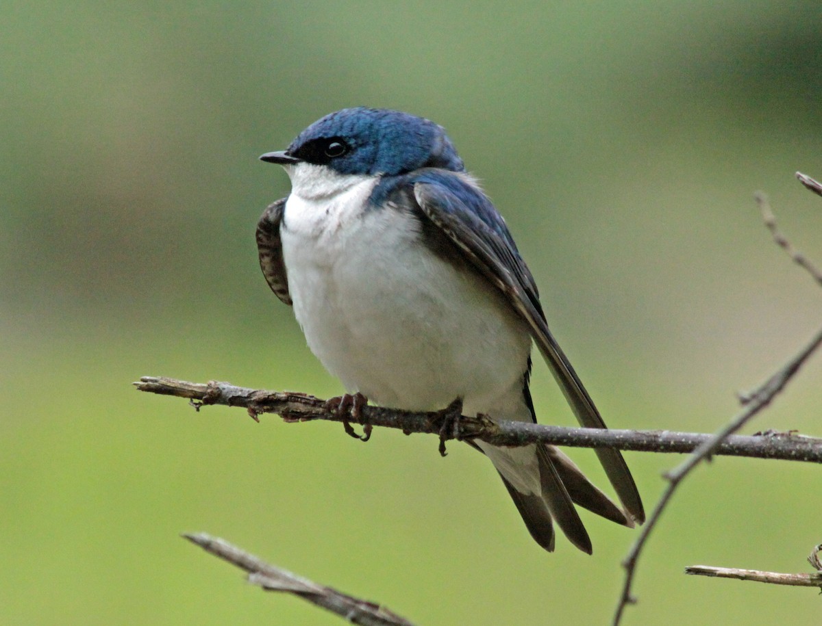 Tree Swallow - ML646043632