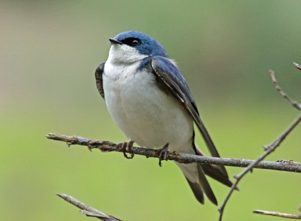 Tree Swallow - ML646043634