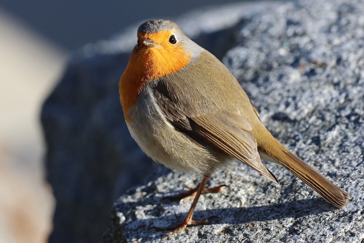 European Robin - ML646043635