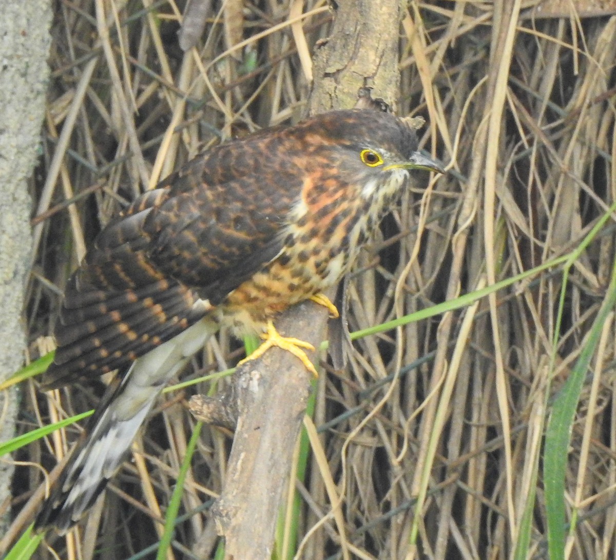 Large Hawk-Cuckoo - ML646043637