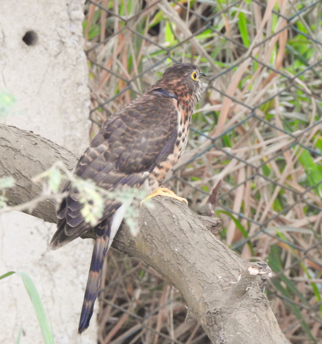 Large Hawk-Cuckoo - ML646043638