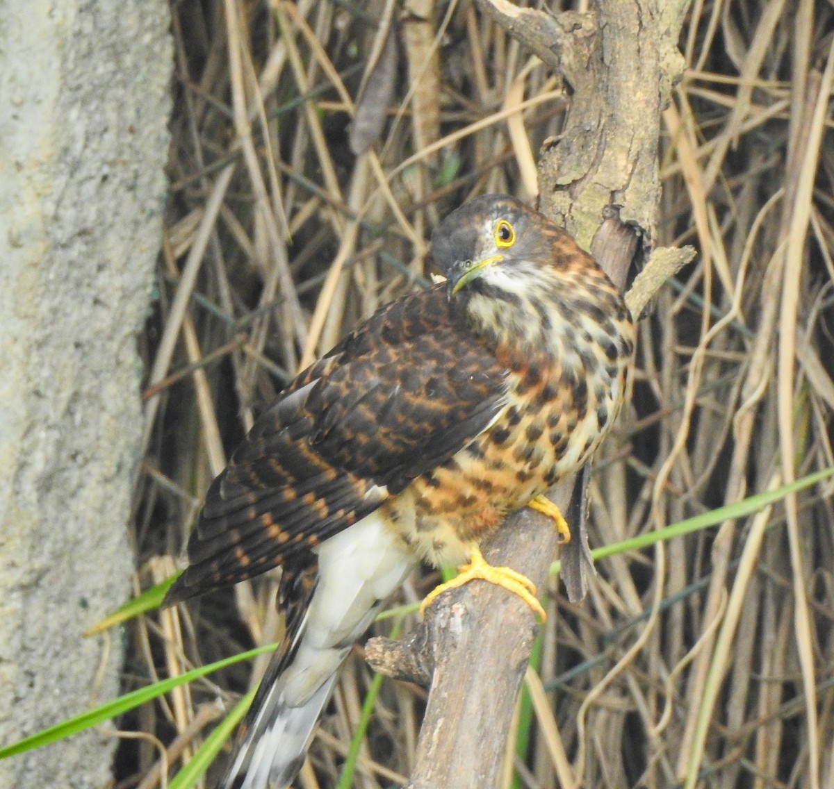 Large Hawk-Cuckoo - ML646043639