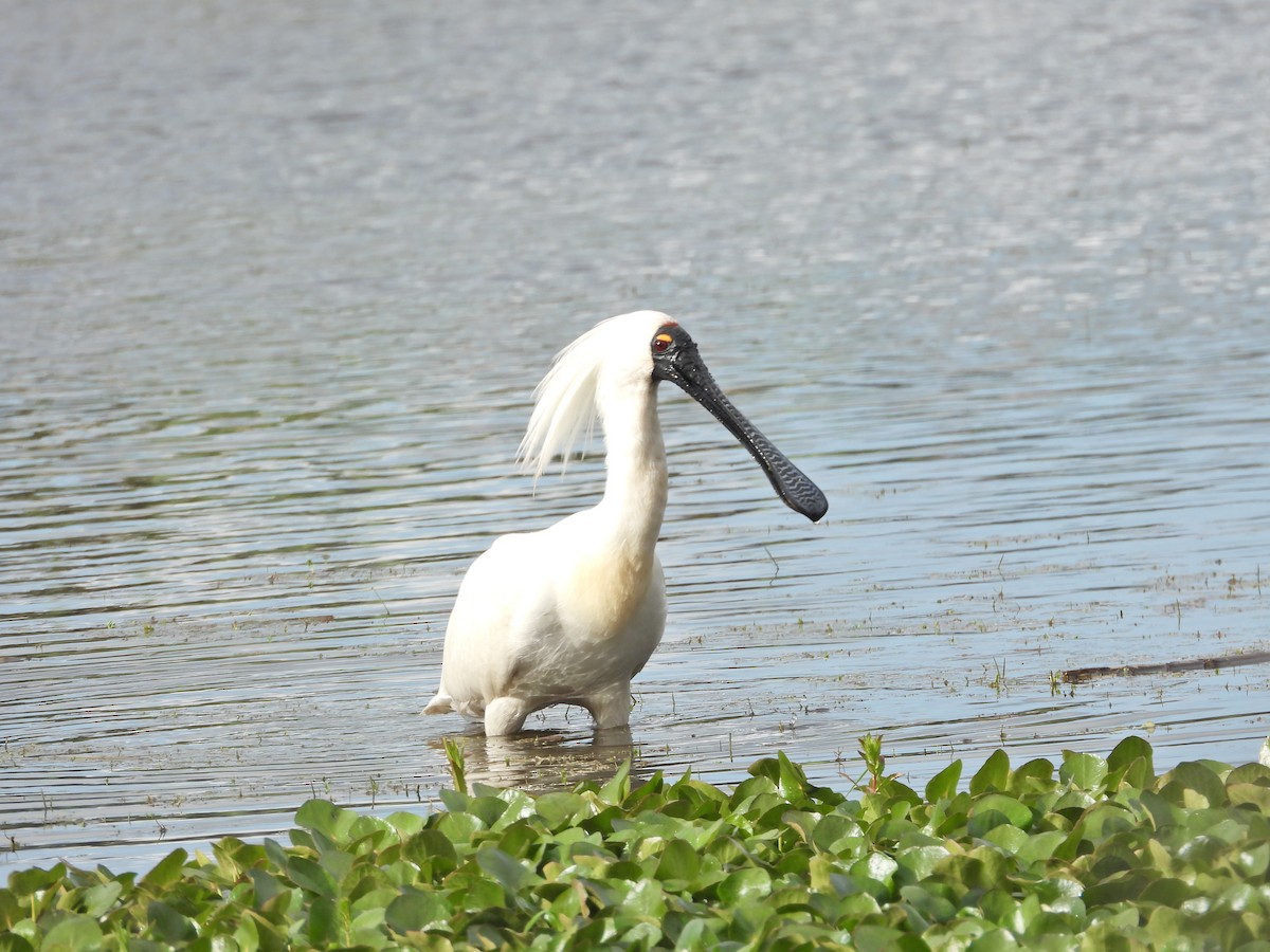 Royal Spoonbill - ML646043640