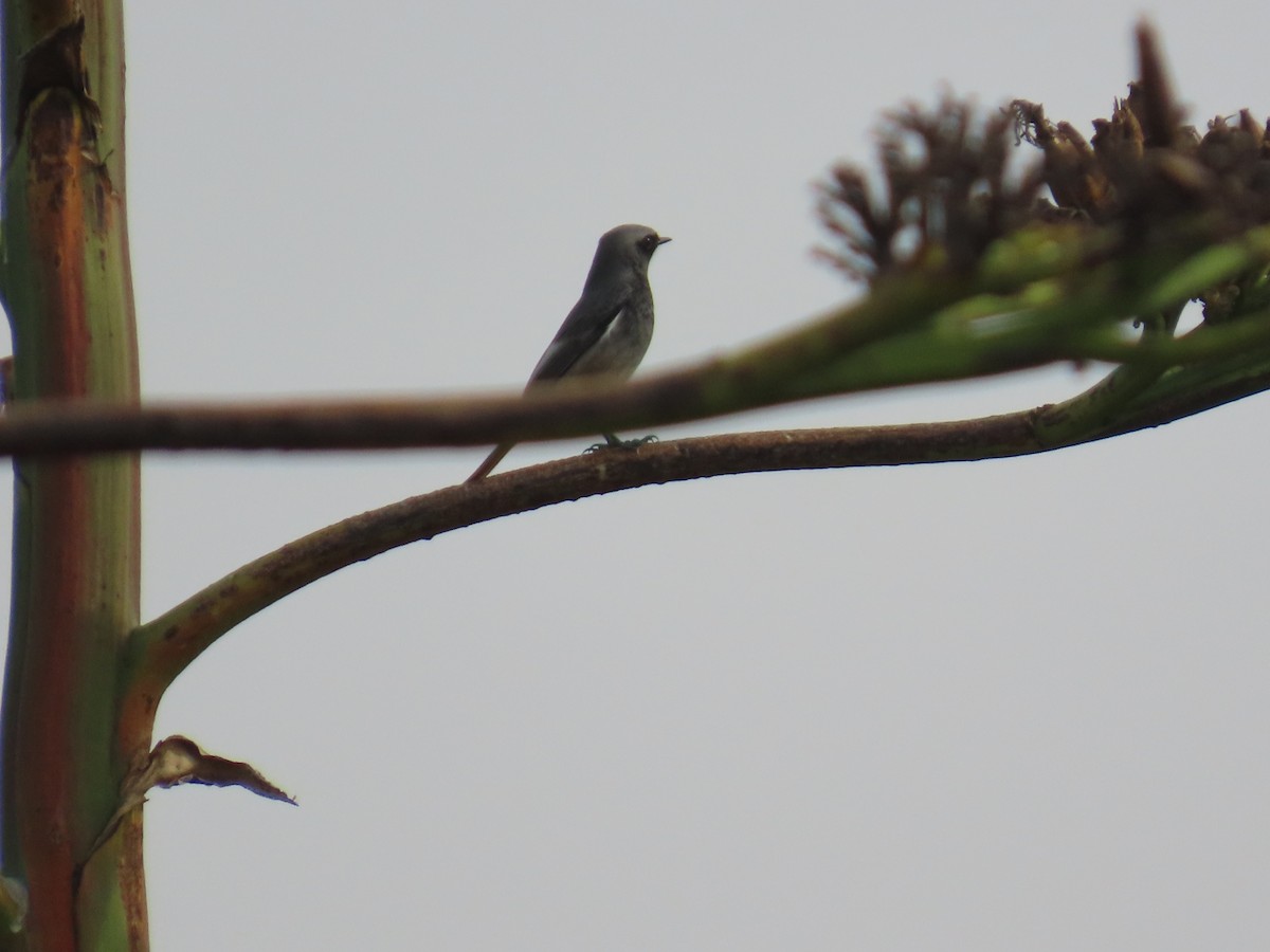 Black Redstart - ML646043643