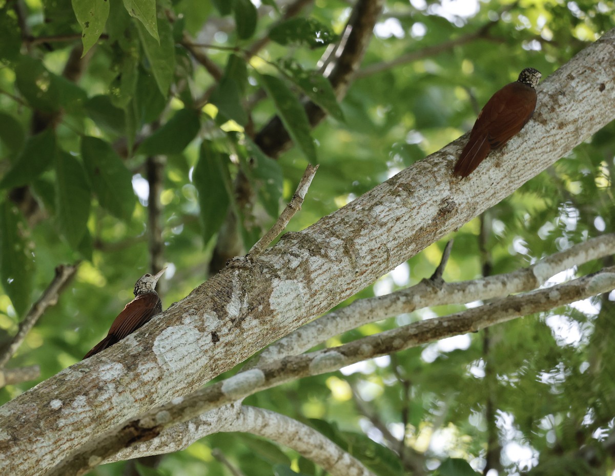Straight-billed Woodcreeper - ML646043645