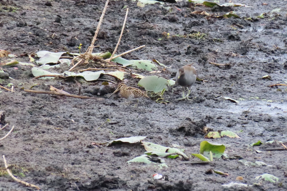 Common Gallinule - ML646043647