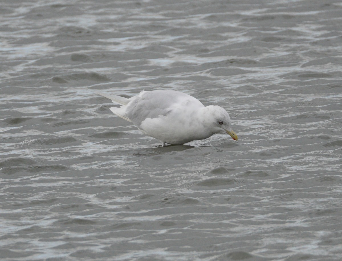 Iceland Gull - ML646043649