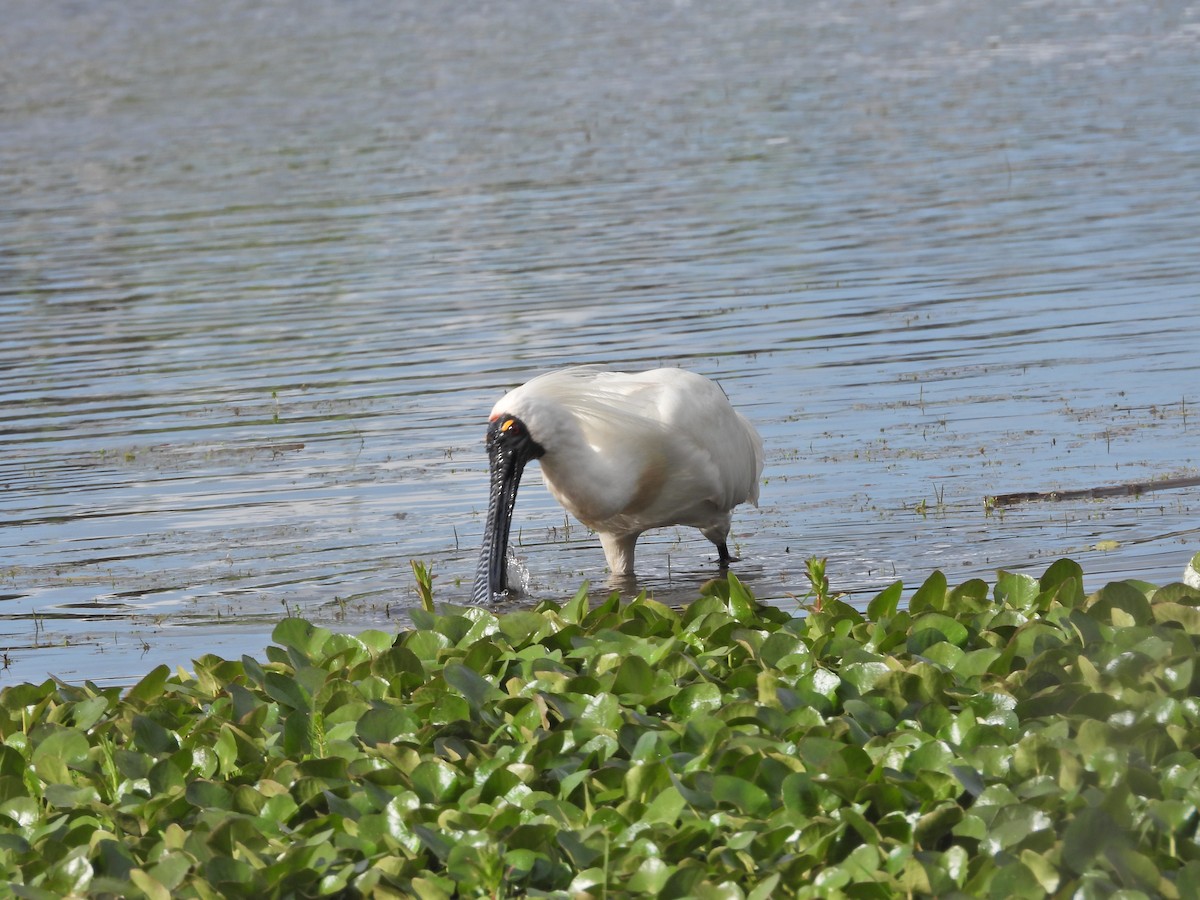 Косар королівський - ML646043651