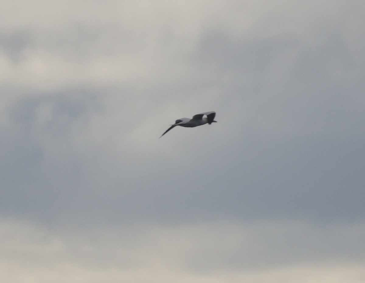 Northern Gannet - ML646043652